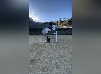 Belgijski koń sportowy, Klacz, 9 lat, 168 cm, Siwa