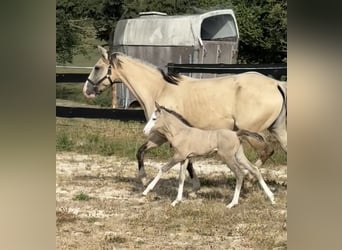 Belgijski koń sportowy Mix, Klacz, Źrebak (07/2026), 156 cm, Grullo
