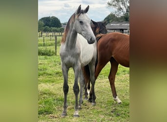 Belgijski koń sportowy, Ogier, 1 Rok, 170 cm, Stalowosiwy