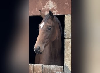 Belgijski koń sportowy, Ogier, 2 lat, 167 cm, Gniada