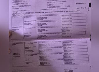 Belgijski koń sportowy, Ogier, 3 lat, 167 cm, Kasztanowatodereszowata