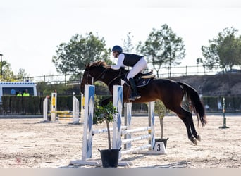 Belgijski koń sportowy, Ogier, 4 lat, 170 cm, Gniada