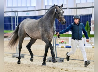 Belgijski koń sportowy, Ogier, 4 lat, 172 cm, Bułana