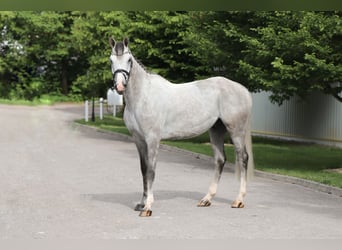 Belgijski koń sportowy, Ogier, 6 lat, 167 cm, Siwa