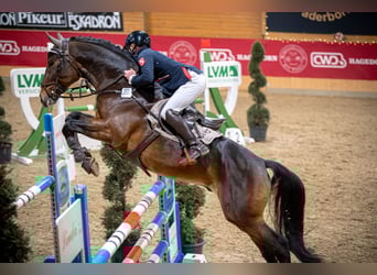Belgijski koń sportowy, Ogier, 9 lat, 169 cm, Gniada