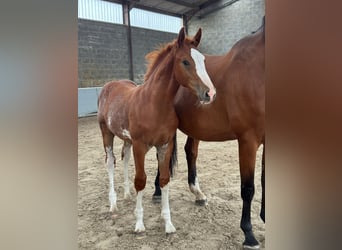 Belgijski koń sportowy, Ogier, Źrebak (05/2026), 170 cm, Kasztanowata