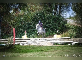 Belgijski koń sportowy, Wałach, 10 lat, 152 cm, Siwa w hreczce