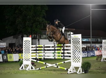 Belgijski koń sportowy, Wałach, 10 lat, 175 cm, Gniada