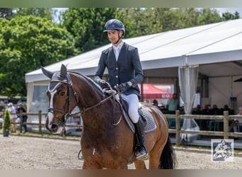 Belgijski koń sportowy, Wałach, 10 lat