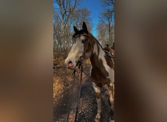 Belgijski koń sportowy, Wałach, 11 lat, 152 cm, Srokata