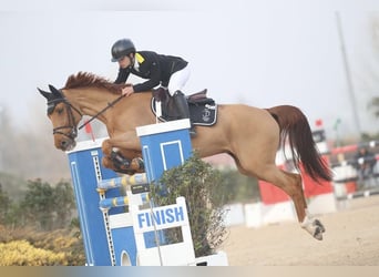 Belgijski koń sportowy, Wałach, 11 lat, 162 cm, Kasztanowata