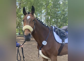 Belgijski koń sportowy, Wałach, 14 lat, 176 cm, Gniada