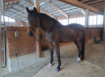 Belgijski koń sportowy, Wałach, 15 lat, 175 cm, Gniada
