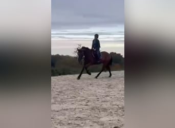 Belgijski koń sportowy, Wałach, 17 lat, 168 cm, Ciemnogniada