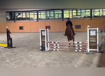 Belgijski koń sportowy, Wałach, 17 lat, 168 cm, Ciemnogniada