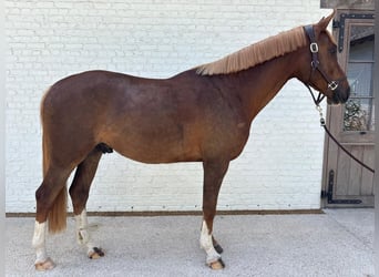 Belgijski koń sportowy, Wałach, 3 lat, 165 cm, Kasztanowata