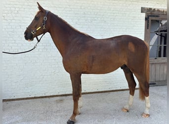 Belgijski koń sportowy, Wałach, 3 lat, 165 cm, Kasztanowata