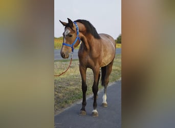 Belgijski koń sportowy, Wałach, 3 lat, 167 cm, Kasztanowatodereszowata