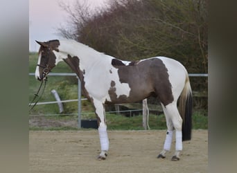 Belgijski koń sportowy, Wałach, 4 lat, 165 cm, Srokata