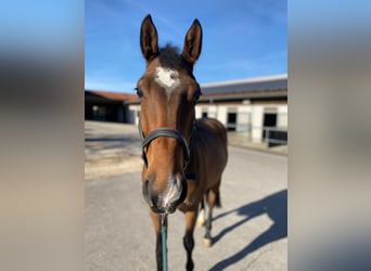 Belgijski koń sportowy, Wałach, 4 lat, 167 cm, Gniada