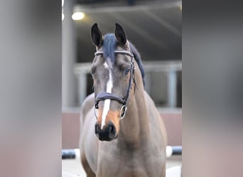 Belgijski koń sportowy, Wałach, 5 lat, 164 cm, Skarogniada