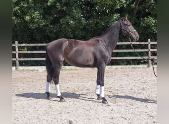 Belgijski koń sportowy, Wałach, 5 lat, 169 cm, Ciemnogniada