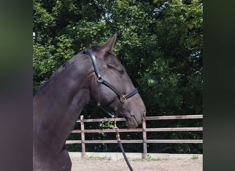 Belgijski koń sportowy, Wałach, 5 lat, 169 cm, Ciemnogniada