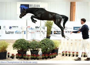 Belgijski koń sportowy, Wałach, 5 lat, 169 cm, Ciemnogniada