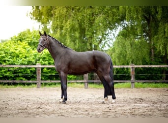 Belgijski koń sportowy, Wałach, 5 lat, 178 cm, Skarogniada
