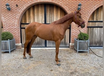 Belgijski koń sportowy, Wałach, 6 lat, 160 cm, Kasztanowata