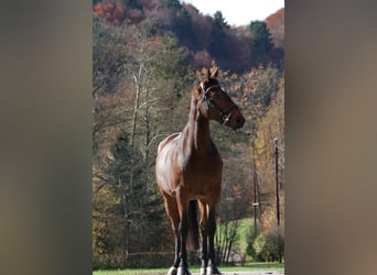 Belgijski koń sportowy, Wałach, 6 lat, 170 cm, Gniada