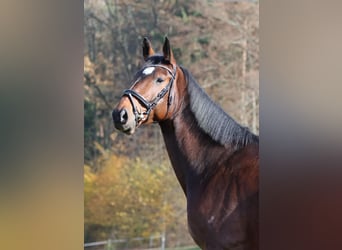 Belgijski koń sportowy, Wałach, 6 lat, 170 cm, Gniada