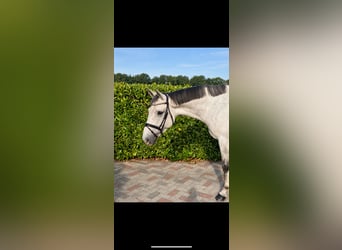 Belgijski koń sportowy, Wałach, 6 lat, 170 cm, Siwa