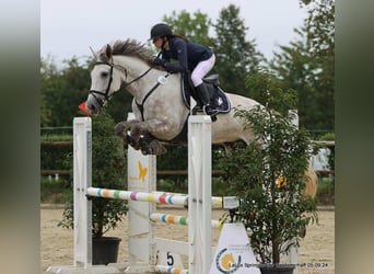 Belgijski koń sportowy, Wałach, 6 lat, 175 cm, Siwa