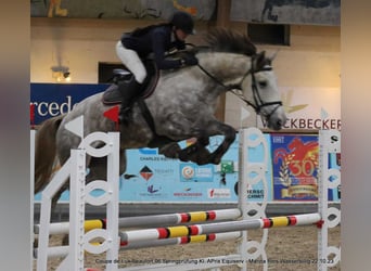 Belgijski koń sportowy, Wałach, 6 lat, 175 cm, Siwa