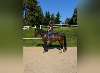 Belgijski koń sportowy, Wałach, 7 lat, 164 cm, Ciemnogniada