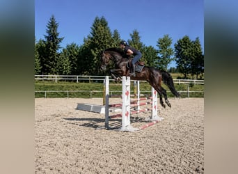 Belgijski koń sportowy, Wałach, 7 lat, 164 cm, Ciemnogniada
