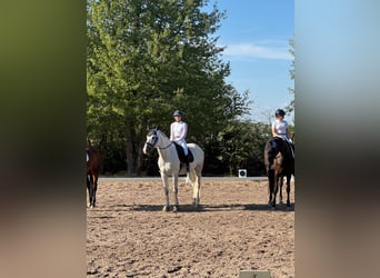 Belgijski koń sportowy, Wałach, 7 lat, 168 cm, Siwa