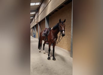 Belgijski koń sportowy, Wałach, 7 lat, 170 cm, Gniada