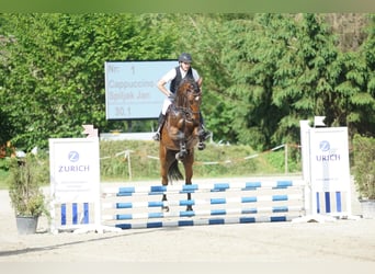 Belgijski koń sportowy, Wałach, 7 lat, 170 cm, Gniada