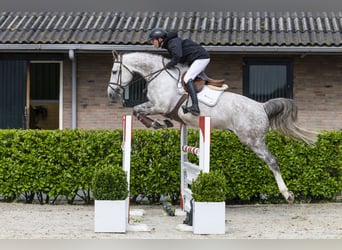 Belgijski koń sportowy, Wałach, 8 lat, 166 cm, Siwa