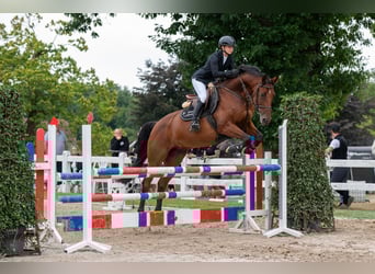 Belgijski koń sportowy, Wałach, 8 lat, 167 cm, Gniada