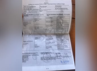 Belgijski koń sportowy, Wałach, 8 lat, 172 cm, Kasztanowata