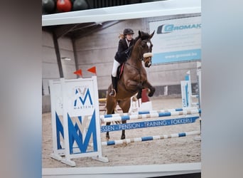 Belgijski koń sportowy, Wałach, 9 lat, 170 cm, Ciemnogniada