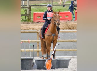 Belgijski koń sportowy, Wałach, 9 lat, 171 cm, Ciemnokasztanowata