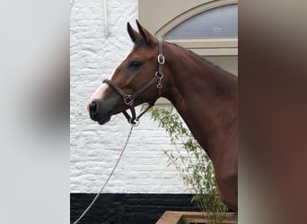 Belgijski koń sportowy, Wałach, 10 lat, 163 cm, Gniada