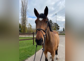 Belgijski koń sportowy, Wałach, 10 lat, 170 cm, Gniada