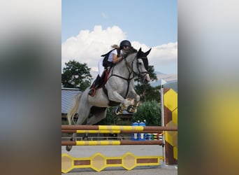 Belgijski koń sportowy, Wałach, 12 lat, 166 cm, Siwa w hreczce