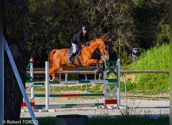 Belgijski koń sportowy, Wałach, 14 lat, 178 cm, Kasztanowata