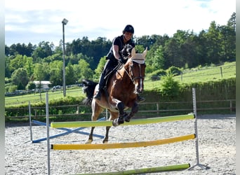 Belgijski koń sportowy, Wałach, 14 lat, 182 cm, Gniada